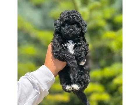 Antialerjik morkie bebeklerim