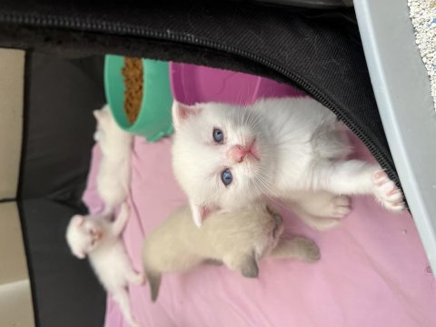 Pamuk scottish fold kardeşler