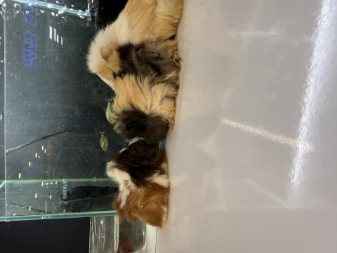 Ginepig yavruları citypetshop