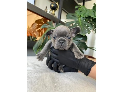 Rengarenk french bulldog yavrularım egzotik