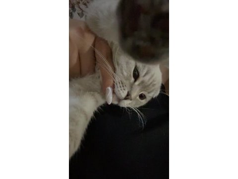 Scottish fold oğlum paşayı sahiplendiriyorum