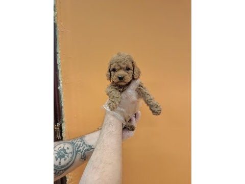 Irk garantili mükemmel toy poodle yavrular