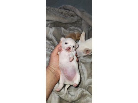 Orijinal elma kafa chihuahua yavruları bir dişi bir erkek