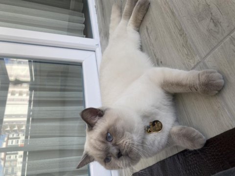 Kendi british shorthair kedim