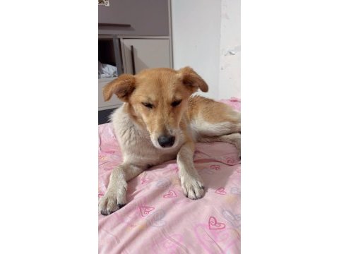 Köpeğimize acil yuva ücretsiz sahiplenme