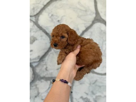 Şekeri tadında poodle köpekler