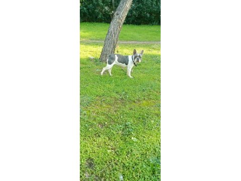 Blue pied french bulldog