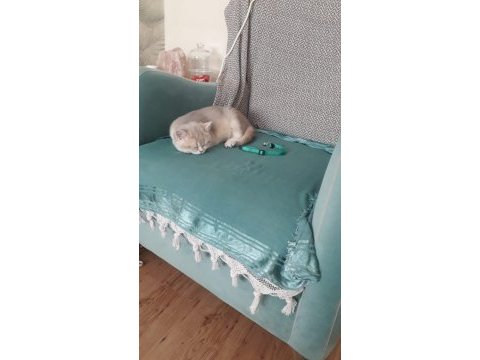 British shorthair 3 aylık golden