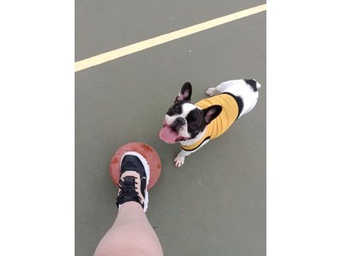 Sıfır masrafla sahip ol french bulldog