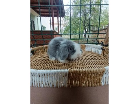 Hollanda teddy lop tavşanlar