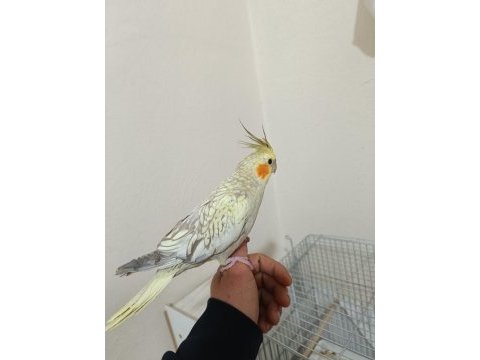 Full evcil sultan papağanı