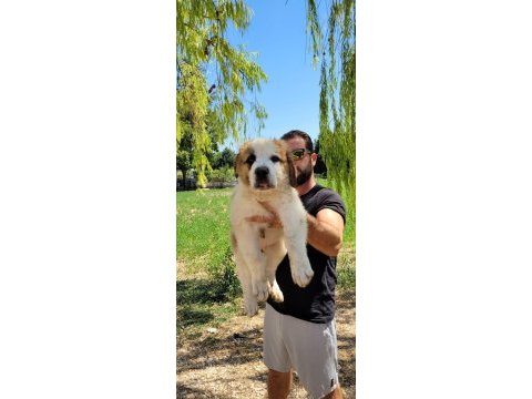 St bernard yavrular