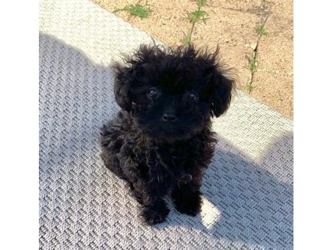 En küçük boy maltipoo yavrularımız