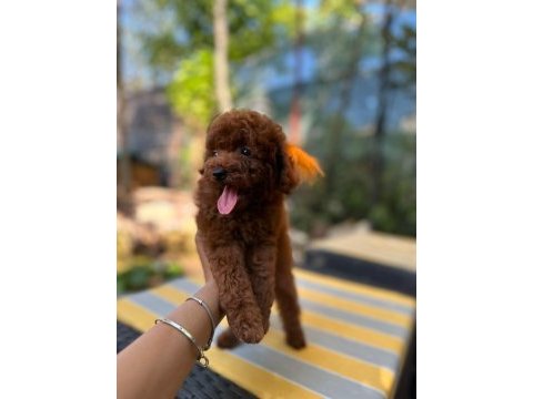 Irkın en güzeli toy poodle yavrularımız