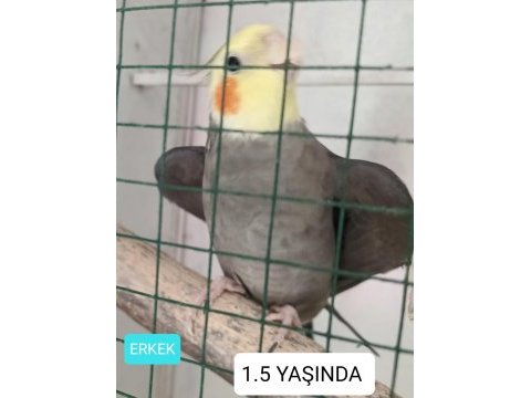Sahibinden sağlıklı sultan papağanları
