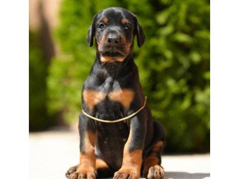 Can dostunuz doberman kapıda ödeme mevcuttur