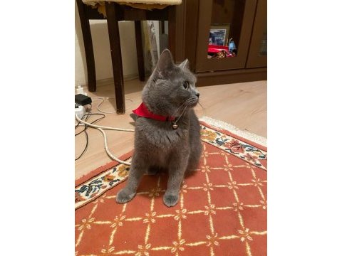 Çok uslu british shorthair