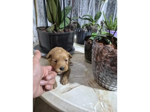 Maltipoo yavrularımız