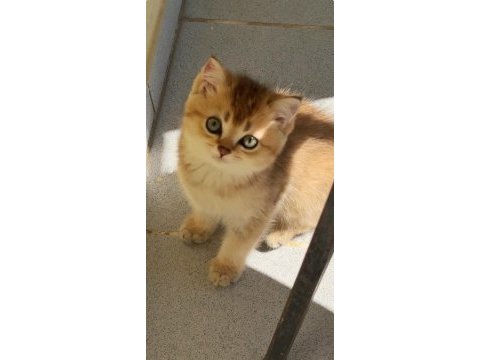 Uyguna golden british shorthair yavrular