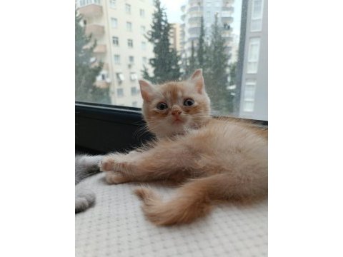 Yakışıklı mı yakışıklı british shorthair bebişlere yuva