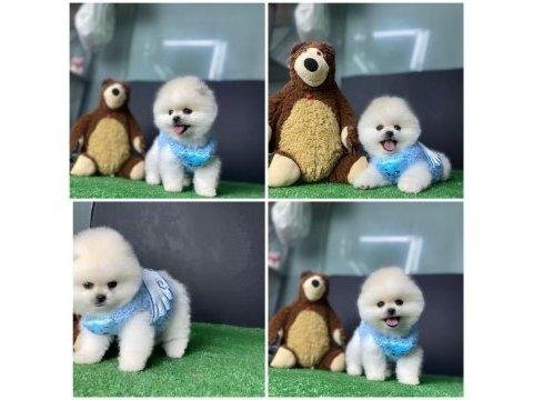 A kalite pomeranian yavruları