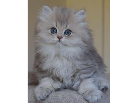 British longhair gri renk yeni sütten kesilme