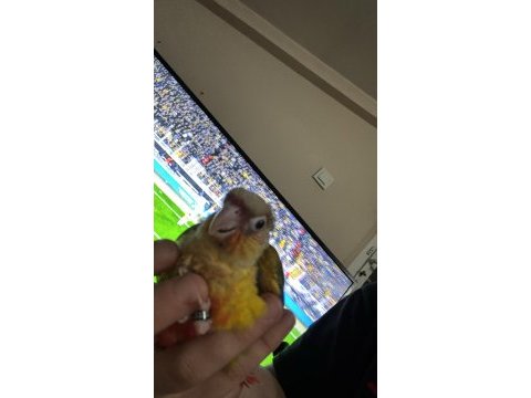 Yavru konur papağanı 45 günlük