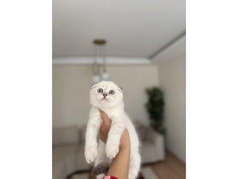 Scottısh fold beyaz yavrularım 