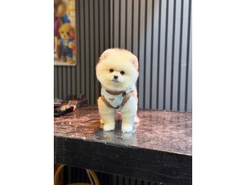 Yavru pomeranian boolarımız