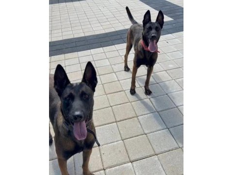 Mermi belçika kurdu