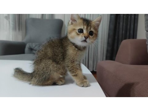 10 ağustos itibariyle 60 günlük british shorthair yavrular