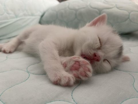 Kar beyazı british shorthair