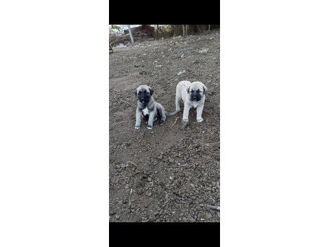 1 aylık çoban köpeği yavruları
