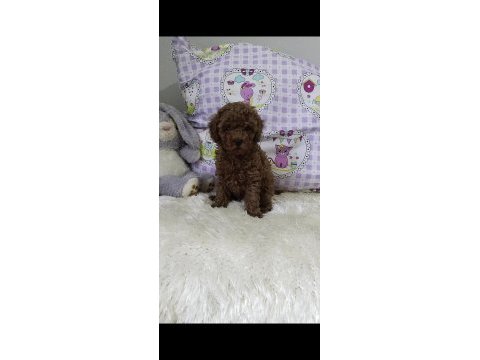 Sağlık ve kilo garantili kore poodle yavrularımız