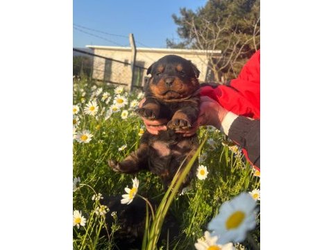 Fcı scr koca kafa rottweiler yavrular