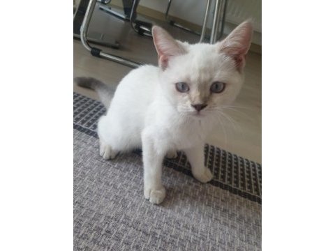 Ücretsiz sahiplendirme british shorthair