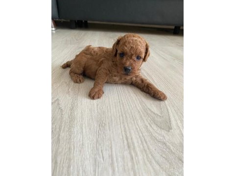 Kore erkek toy poodle bebekler