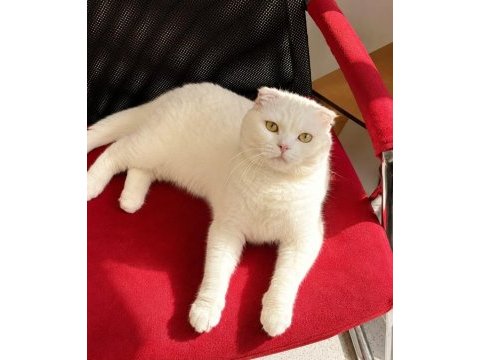 Harika huya sahip scottish fold oğluş