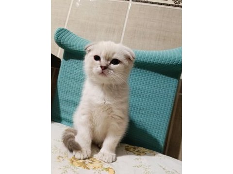 2 aylık scottish fold yavrumuz erkek bakımlı