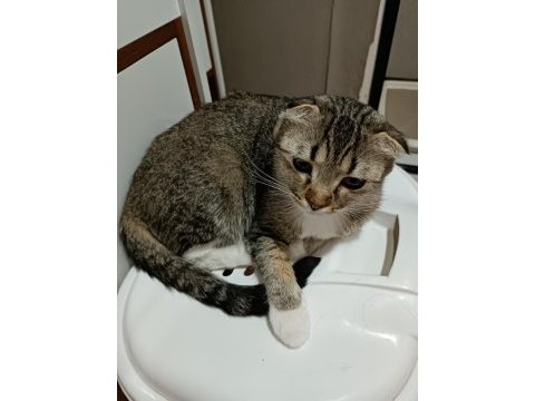 Scottish fold dişi 1 yaşında