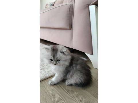 British longhair silver renk