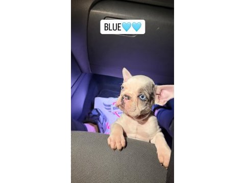 French buldogg blue