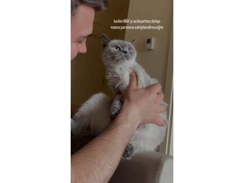 British shorthair blue point (acil uygun)