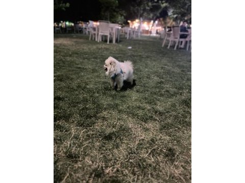 Pomeranian prensesimiz yeni yuvasını arıyor