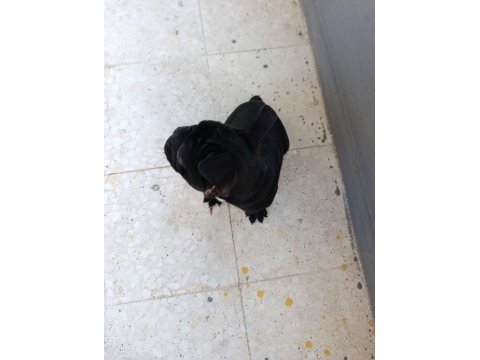 Çok sevimli bir köpektir