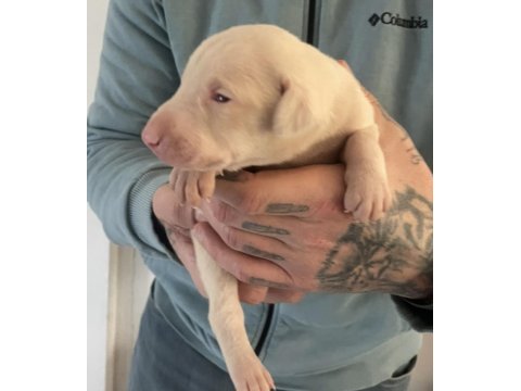 Albino doberman yavrularımız almanyadan ithal üst kalite