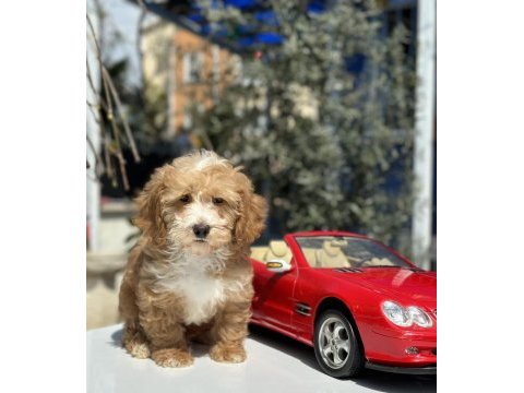 Mini maltipoo yavrularımız