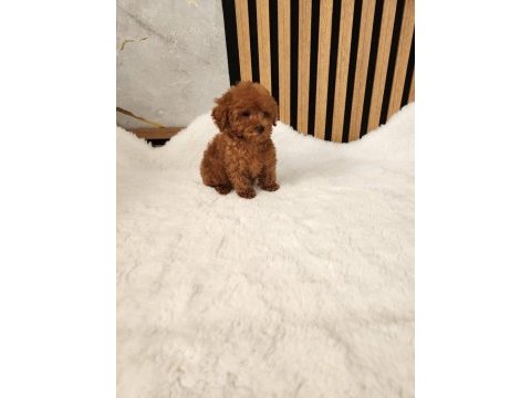 Toy poodle yavrularımız