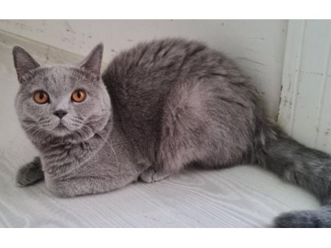 Safkan british shorthair