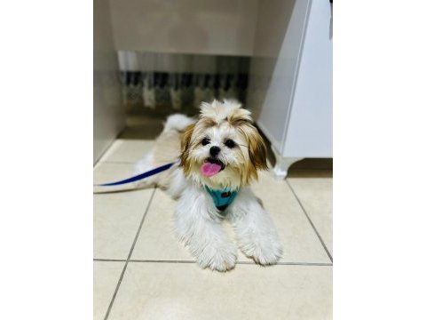 Shih tzu 2023 doğumlu yetişkin dişi